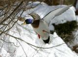 Blue Winter Sidelight Reflextion - Duck