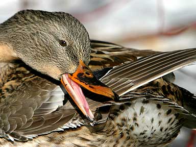 Tail Feather Fussing - Duck