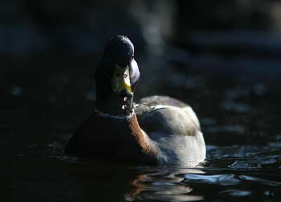 Rembranto-Duck - Mallard Duck