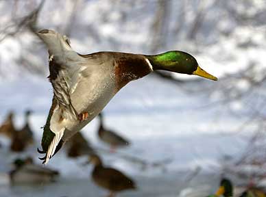 Nordic Anatidae - Ducks