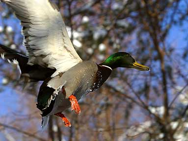 Quick Getaway - Duck