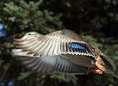 Count My Feathers - Duck