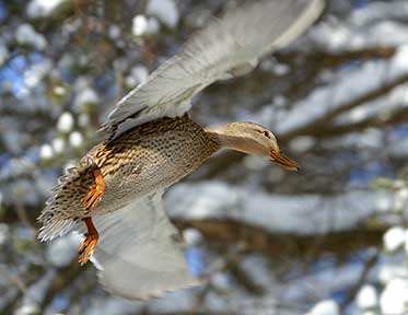 Snowy Spread - Duck