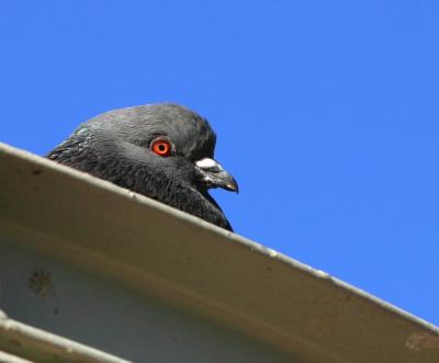 u37/magnetic9999/medium/24278165.pigeon_profile.jpg