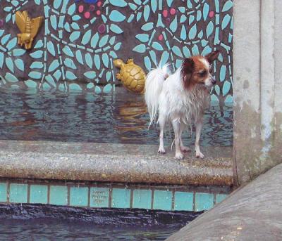 Little Water Play Dog