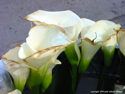 10.06 dying callas