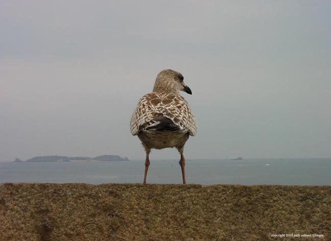 gull, st malo