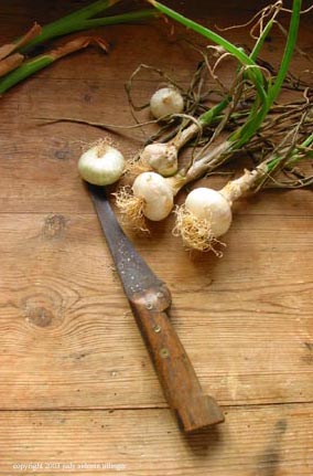 green onions, le pouldu