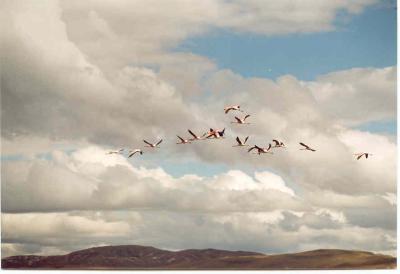 Pink flamingo flight