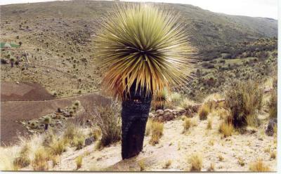 The Puya Raimondi forest of Chanchayllo