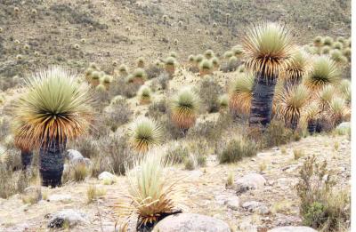 Puya Raimondi