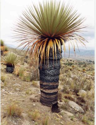 Puya  Raimondi