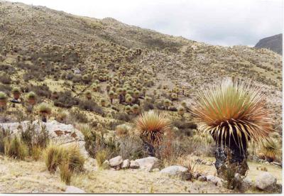 u37/manco/medium/24167720.Puya4.jpg