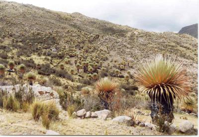 Hillside covered with Puya Raimondi plants