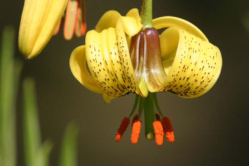 Lilium pyrenaicum