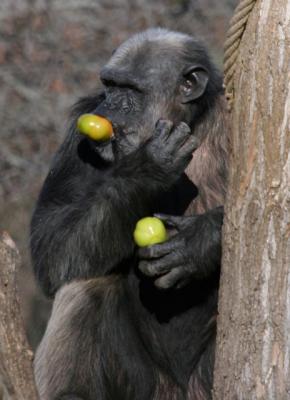 zoo di roma