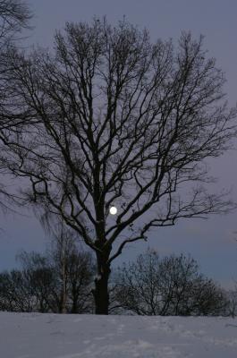 Silver fruit in the tree