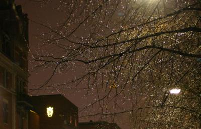 Rainy trees