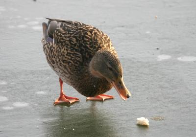Hungry duck
