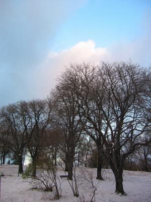 Trees in snow