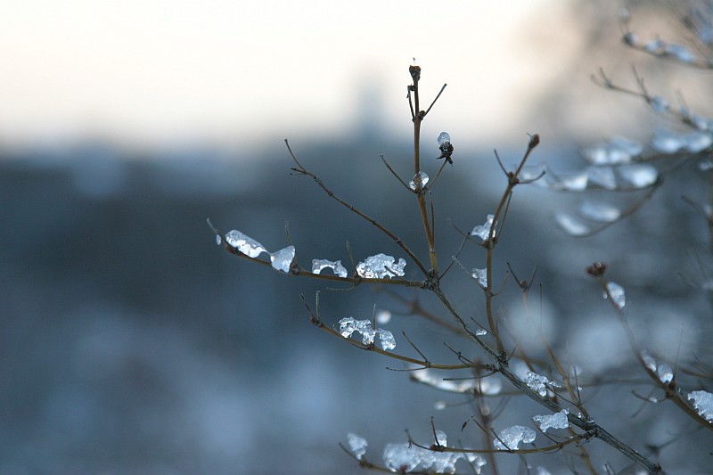 Icy