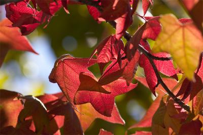 Leaves1.jpg