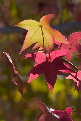 Leaves3.jpg