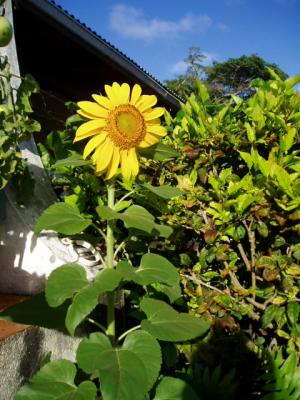 le tournesol de Robert B.