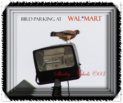 Bird-parking.jpg