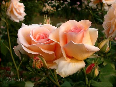 Apricot Nectar -  Hybrid tea