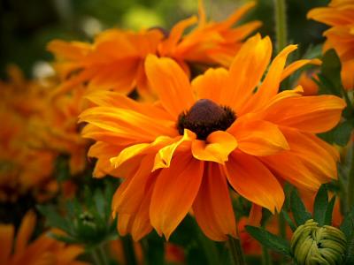 Rudbeckia