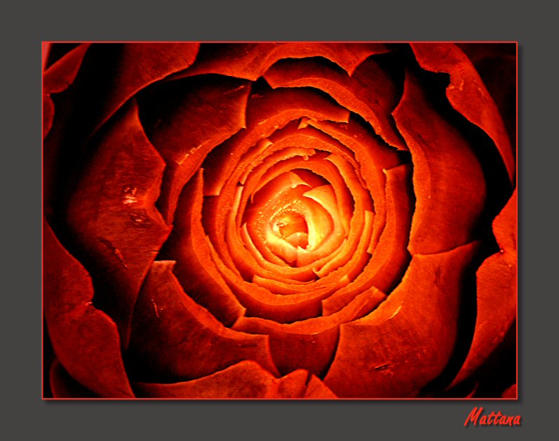 Artichoke