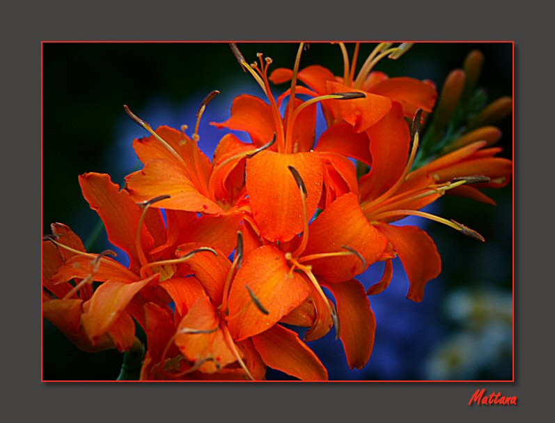 Crocosmia