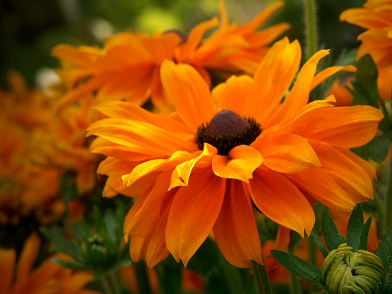 Rudbeckia
