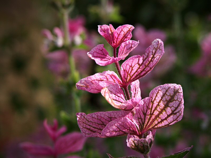 Salvia Viridis
