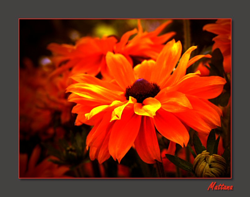 Rudbeckia