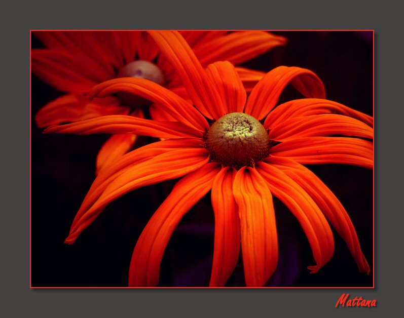 Rudbecia