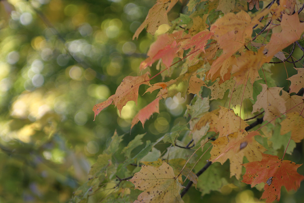 Indian Summer breeze