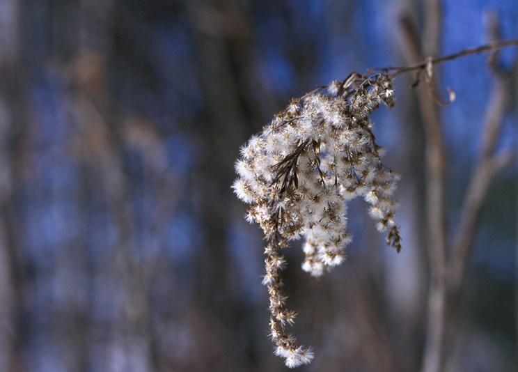 snowwalk