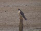 Peregrine Falcon