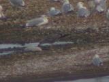 Lesser Black-backed Gull