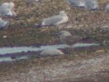 Lesser Black-backed Gull