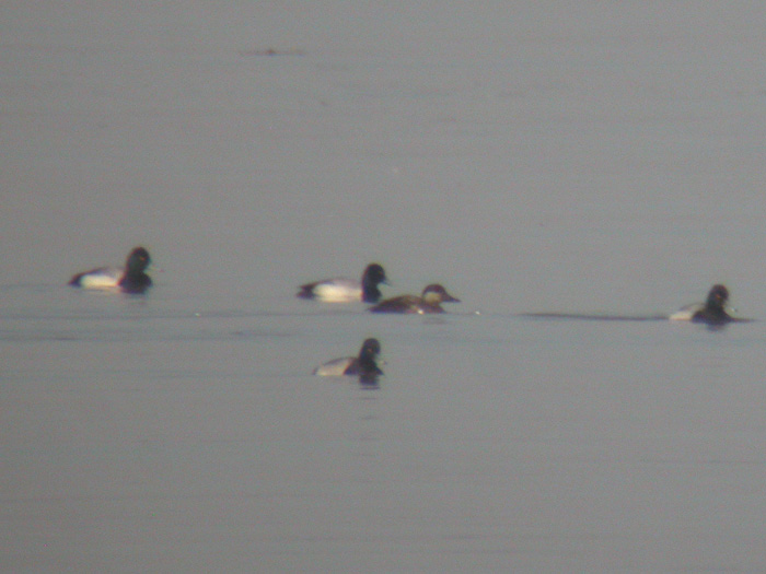 Black Scoter