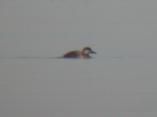 Black Scoter