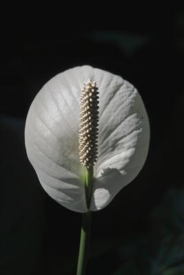 IMG02036.jpg