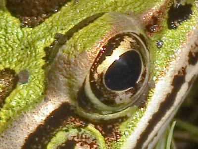 u37/merriwolf/medium/32062524.NorthernLeopardFrogCrop4885.jpg