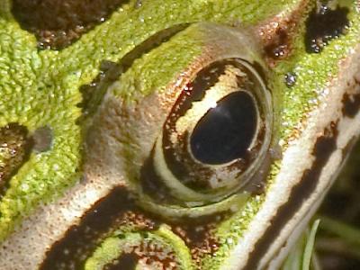 Northern Leopard Frog Crop