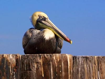 Pelican on a Piling 5002