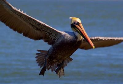 Pelican in Flight 5034