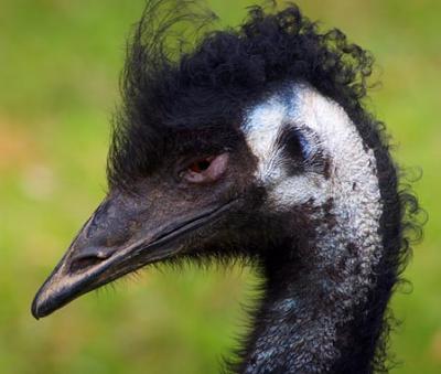 Emu Head 3622